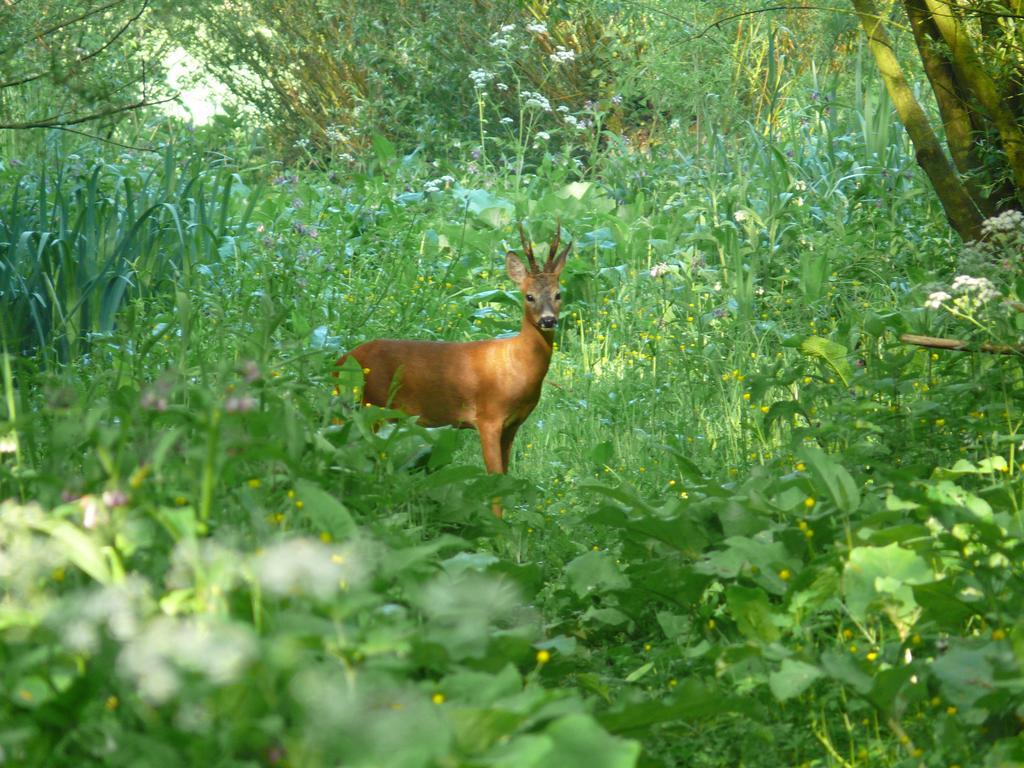 De Brabantse Biesbosch Hotel Werkendam ภายนอก รูปภาพ